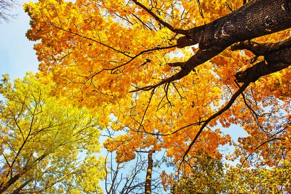 Vista Inferiore Bellissimi Rami Albero Autunno Dorati — Foto Stock