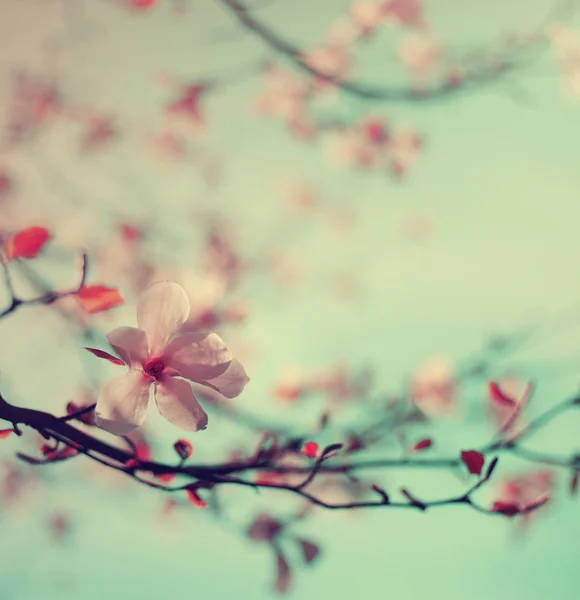 ぼかした背景に咲く木の花のクローズ アップ ビュー — ストック写真