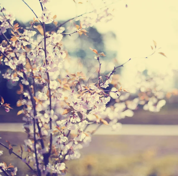 Close Beeld Van Bloemen Bloeiende Boom Tegen Onscherpe Achtergrond — Stockfoto