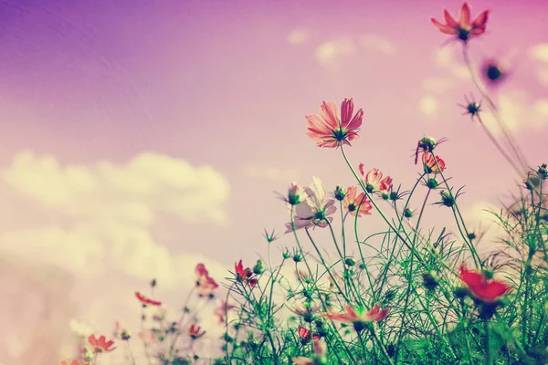 Fiori Estivi Selvatici Che Crescono Nel Campo — Foto Stock