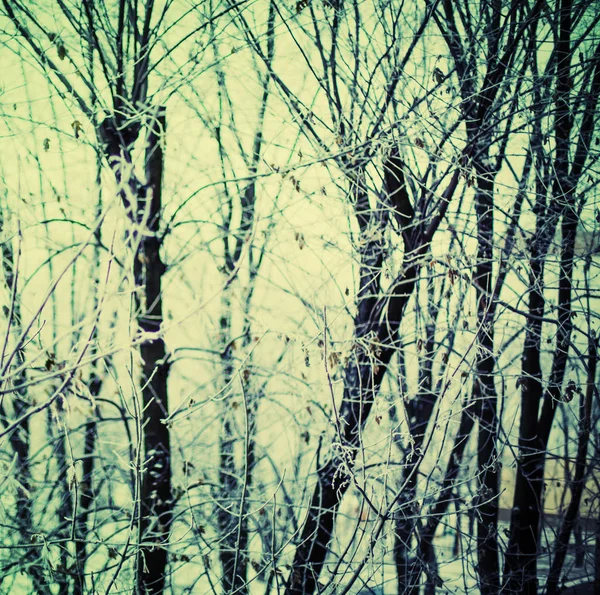Vista Panorâmica Árvores Nuas Floresta Inverno — Fotografia de Stock
