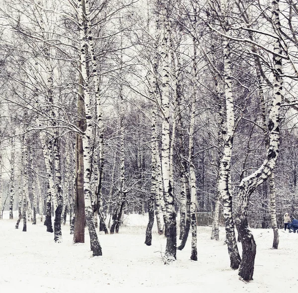 Çıplak Ağaçların Kış Orman Manzaralı Görünüm — Stok fotoğraf