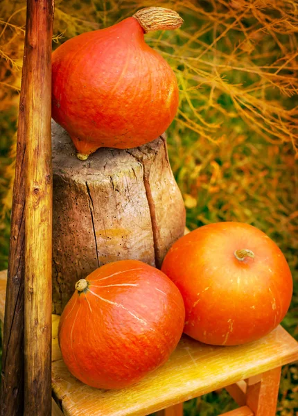 Zucche Arancioni Fresche Sull Erba Nella Stagione Autunnale — Foto Stock