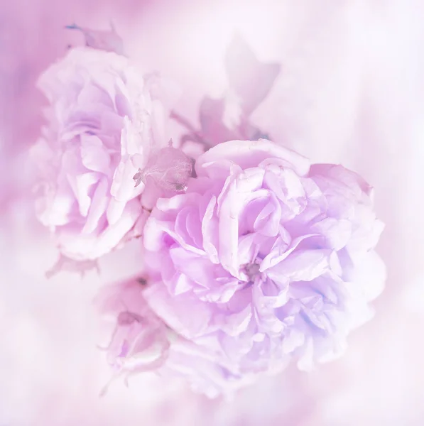 Close Elegant Pink Peony Roses — Stock Photo, Image