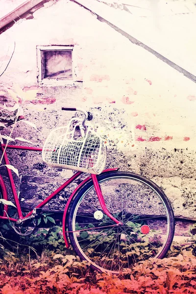 Старинный Велосипед Ромашками Корзине Рядом Выветриваемой Стеной — стоковое фото