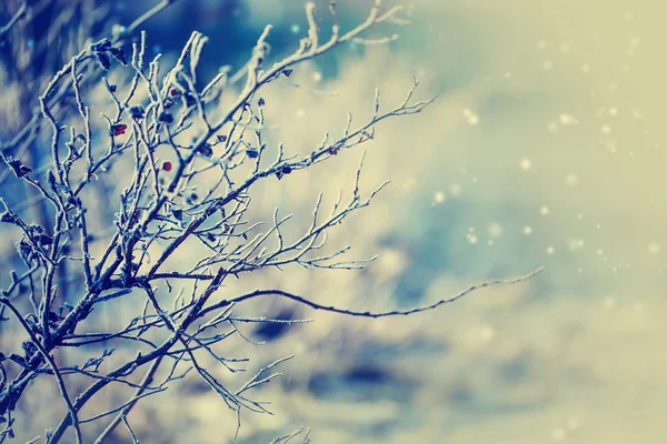 Detailní Pohled Zmrzlé Větve Sněhem — Stock fotografie