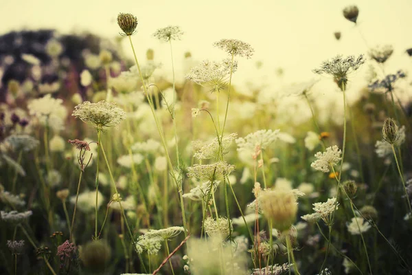 Arka Plan Bulanık Şirin Küçük Çiçekler — Stok fotoğraf