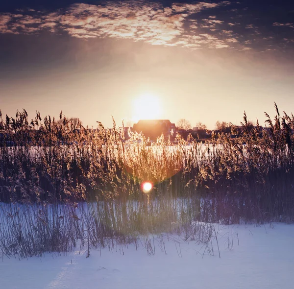 Мальовничий Вид Довгу Траву Полі Під Снігом Заході Сонця — стокове фото