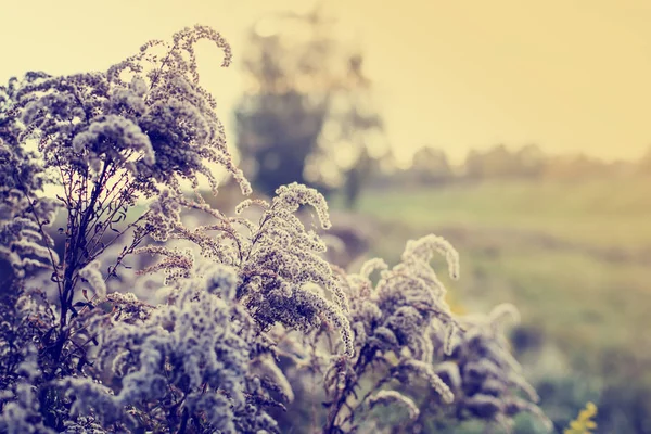 Closeup View Fluffy Wild Bush Branches Outdoors — Stock Photo, Image