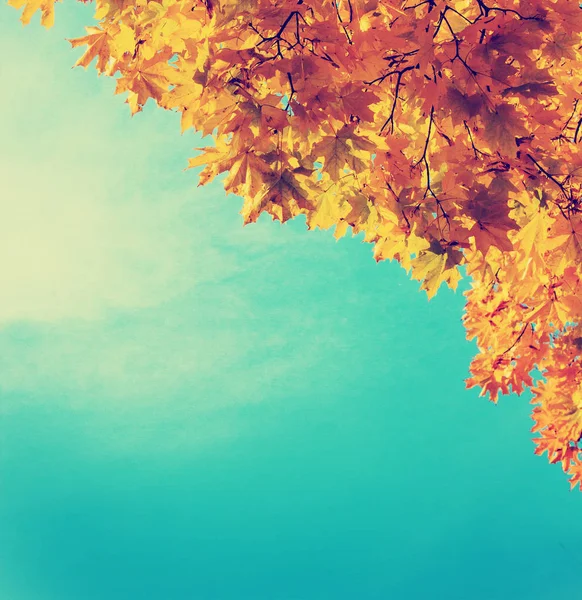 Vista Inferior Belos Galhos Árvore Outono Dourado — Fotografia de Stock