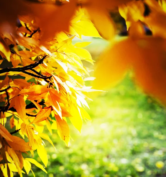Barevné Podzimní Listy Rozmazaném Pozadí — Stock fotografie