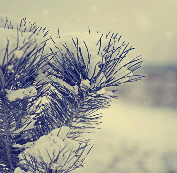 Closeup View Frozen Branches Snow — Stock Photo, Image