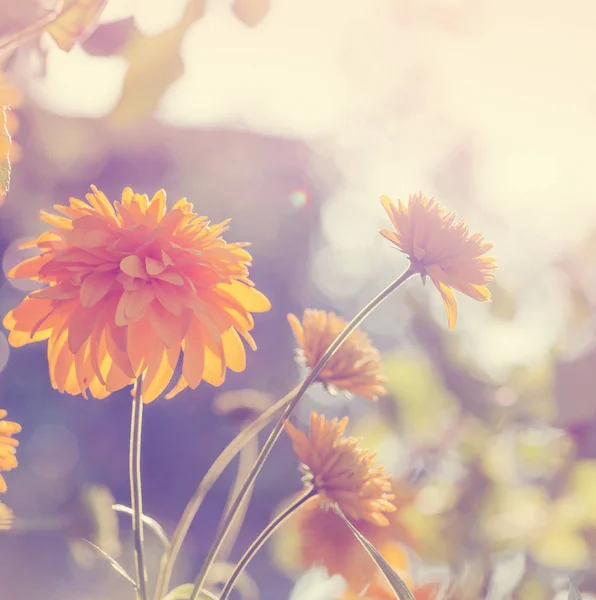 Beautiful Orange Flowers Blurred Background — Stock Photo, Image