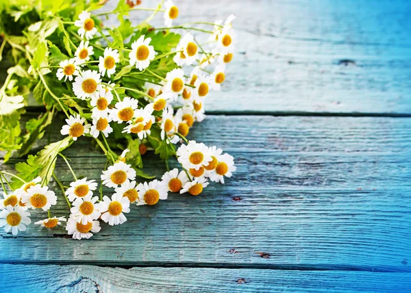 Barevné Měkké Daisy Květiny Dřevěné Pozadí — Stock fotografie