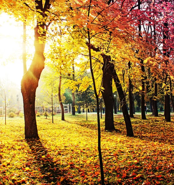 Vista Panorâmica Bela Floresta Dourada Outono — Fotografia de Stock