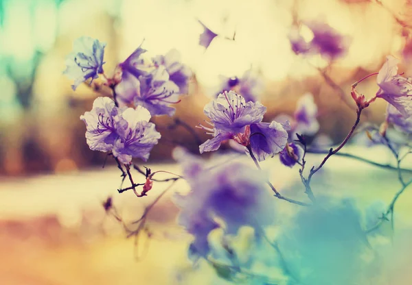 Προβολή Closeup Των Λουλουδιών Στο Ανθίζοντας Δέντρο Θολή Φόντο — Φωτογραφία Αρχείου