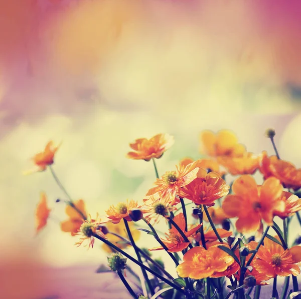 Mooie Bloeiende Bloemen Onscherpe Achtergrond — Stockfoto