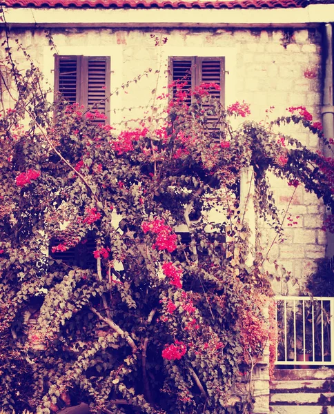 Árbol Rosas Suaves Edificio Fondo — Foto de Stock