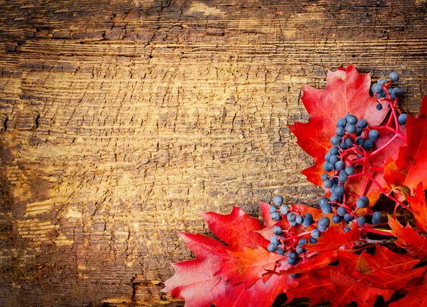 木製のテーブルに紅葉とベリーのトップ ビュー — ストック写真