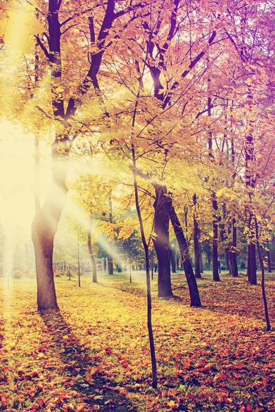 Malebný Pohled Krásné Podzimní Zlatý Les — Stock fotografie