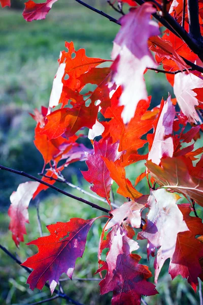 Primer Plano Sobre Follaje Rojo Otoño Parque — Foto de Stock