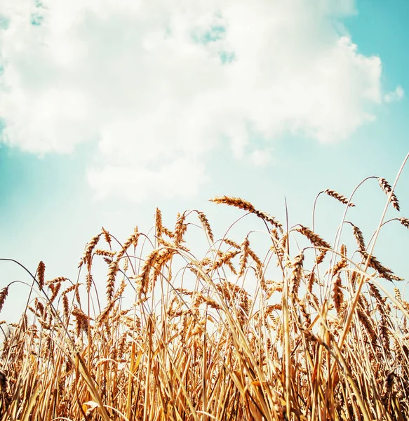 Мальовничий Вид Пшеницю Полі Під Хмарним Небом — стокове фото