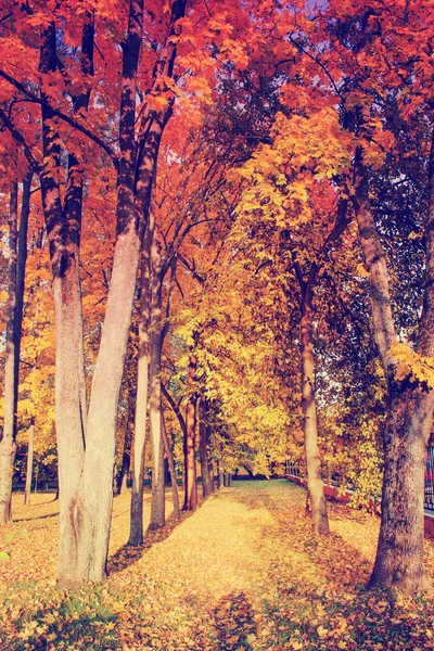 Vista Panorâmica Bela Floresta Dourada Outono — Fotografia de Stock
