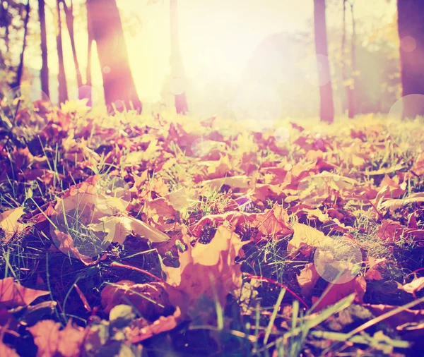 美しい秋の黄金森の表面のレベルのビュー — ストック写真