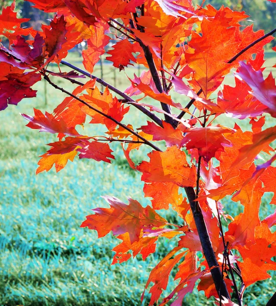 Vista Cerca Las Hojas Otoño Color Naranja Las Ramas Los — Foto de Stock