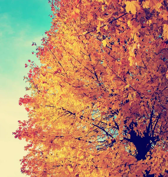 Onderaanzicht Van Prachtige Gouden Herfst Boomtakken — Stockfoto