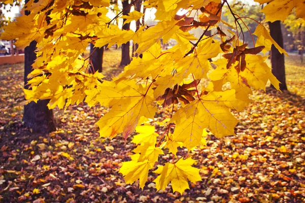 Живописный Вид Красивый Осенний Золотистый Лес — стоковое фото