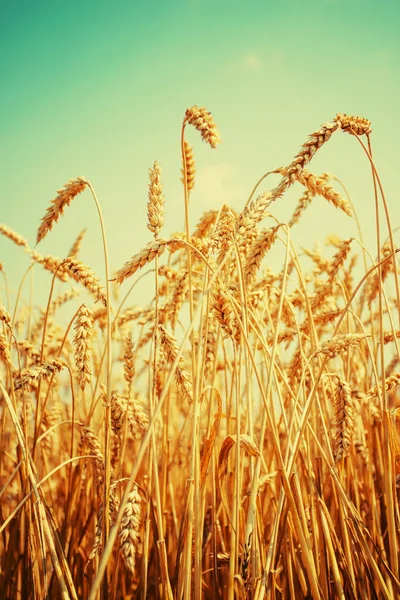 Живописный Вид Пшеницы Поле Облачным Небом — стоковое фото