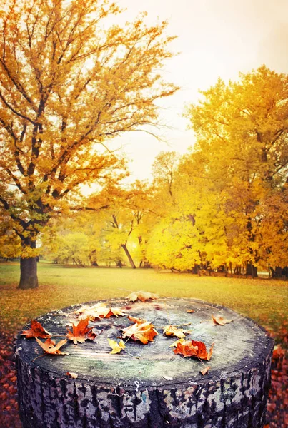 Detailní Pohled Spadané Podzimní Listy Pařez Lese — Stock fotografie