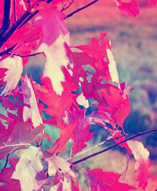 ağaç dalları üzerinde closeup görünümü turuncu sonbahar yaprakları