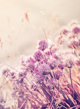 Kuru çayır üzerinde güzel pembe çiçekler