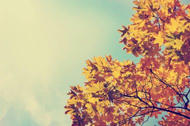 Alt görünümü güzel altın sonbahar ağaç dalları