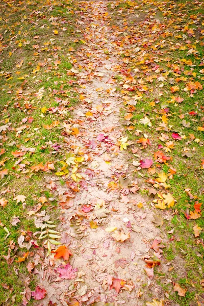 Narrow path with green grass and autumn leaves