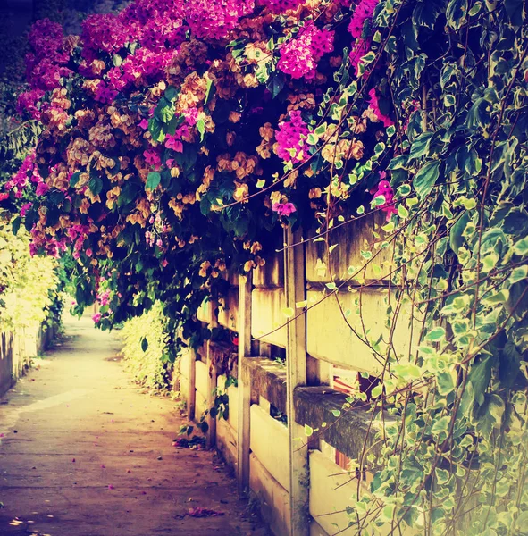 Belo Jardim Verão Com Longa Estrada — Fotografia de Stock