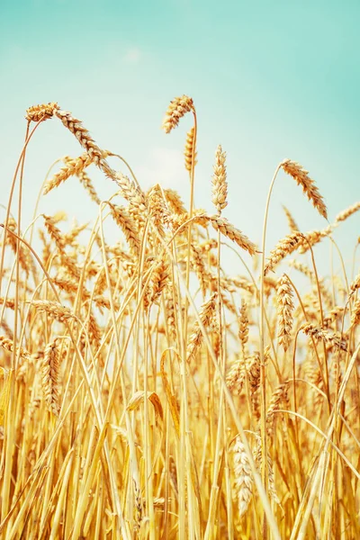 Живописный Вид Пшеницы Поле Облачным Небом — стоковое фото