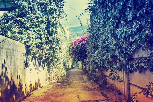 Bellissimo Giardino Estivo Con Lunga Carreggiata — Foto Stock