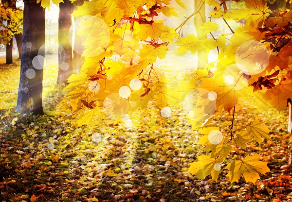Scenic View Beautiful Autumn Golden Forest — Stock Photo, Image