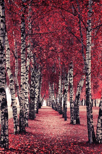 Vista Panoramica Della Bellissima Foresta Dorata Autunnale — Foto Stock