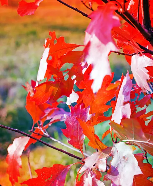 Detailní Záběr Podzimní Červené Olistění Parku — Stock fotografie