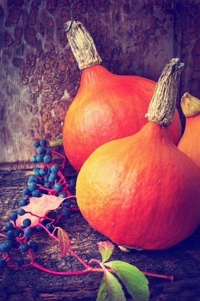 Fresh Orange Pumpkins Wooden Rustic Background Berries — Stock Photo, Image