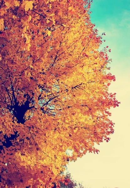 Vue Bas Belles Branches Arbres Automne Dorées — Photo