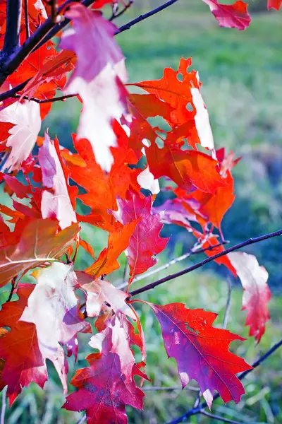 Primer Plano Sobre Follaje Rojo Otoño Parque — Foto de Stock