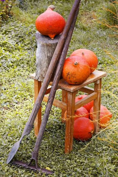 Abóboras Laranja Fresca Com Toco Banquinho Madeira Grama Com Ferramentas — Fotografia de Stock