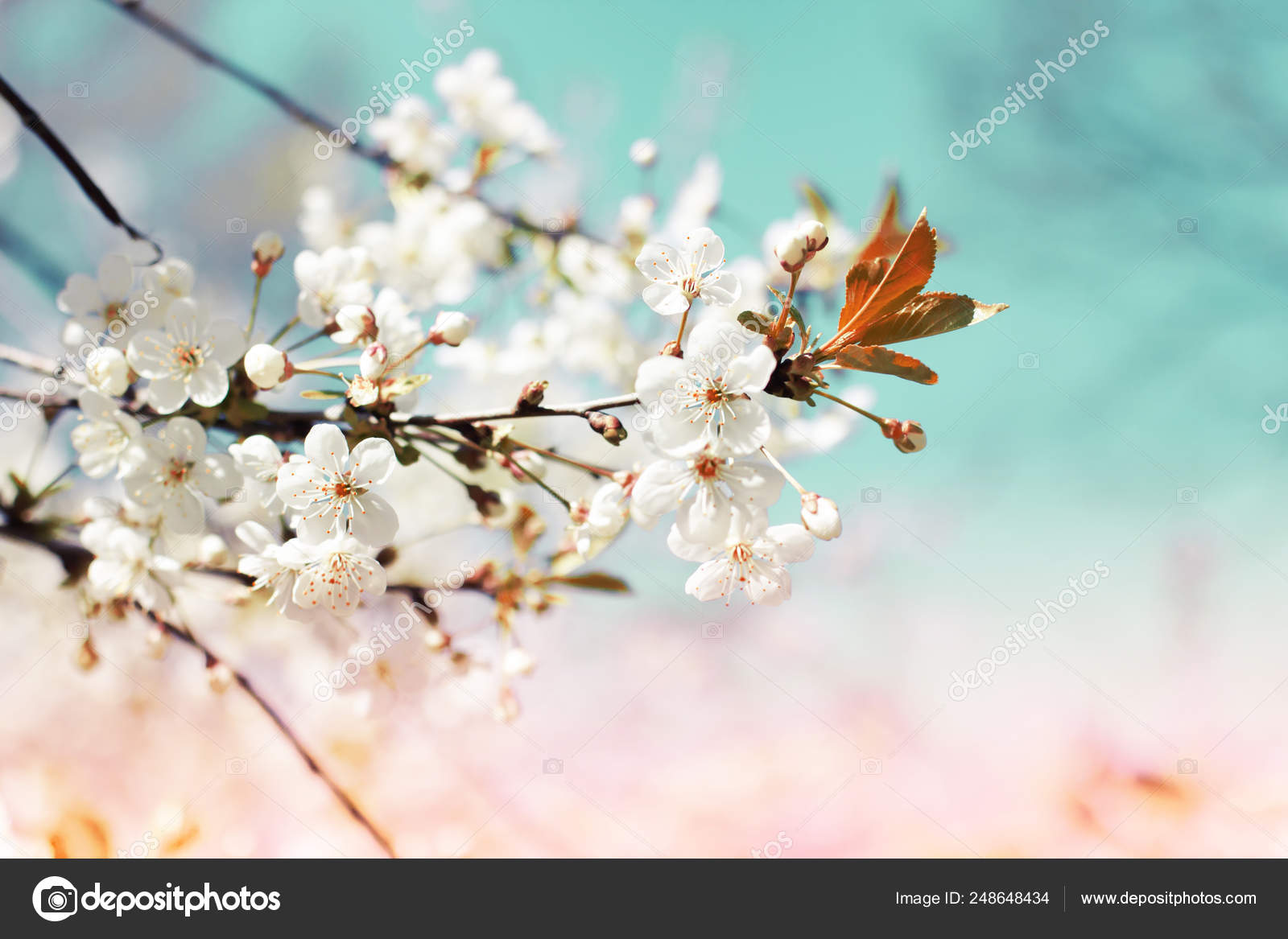 Nahaufnahme Von Baumbluten Naturlichen Fruhlingshintergrund Stockfotografie Lizenzfreie Fotos C Avgustin 248648434 Depositphotos