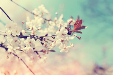 Doğal bahar arka plan ağaç çiçekleri Close-Up