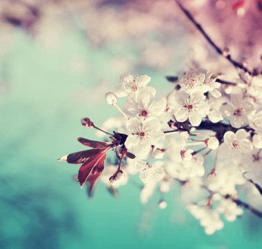 Doğal bahar arka plan ağaç çiçekleri Close-Up